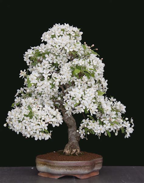 bonsai tree white flowers.